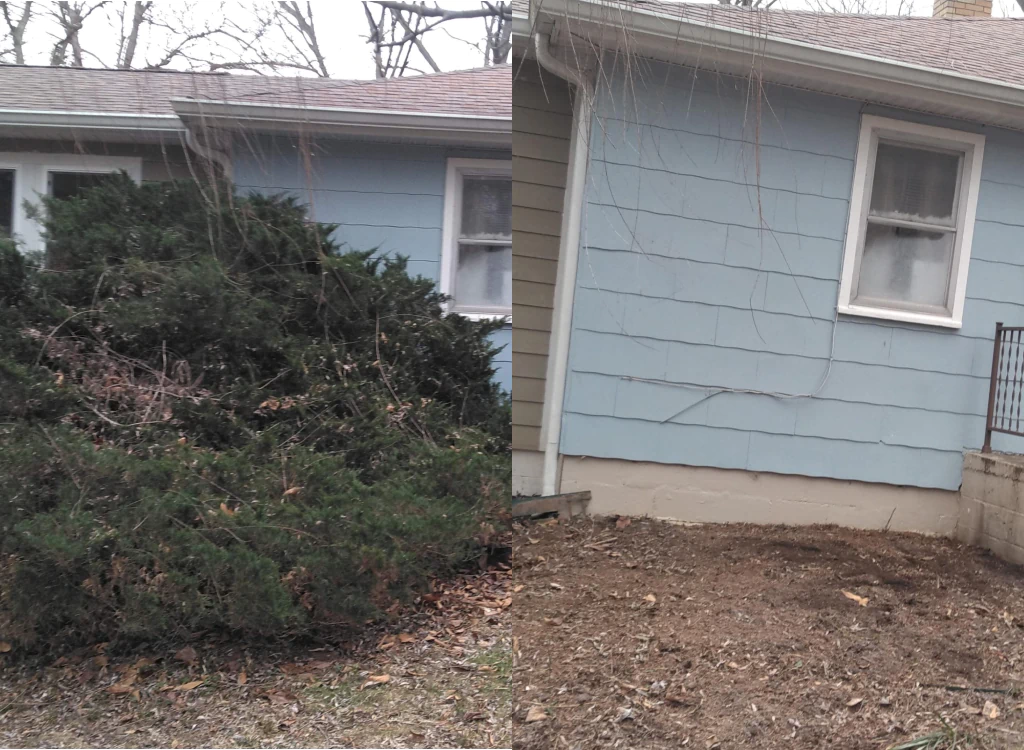 shrub trimming before and after